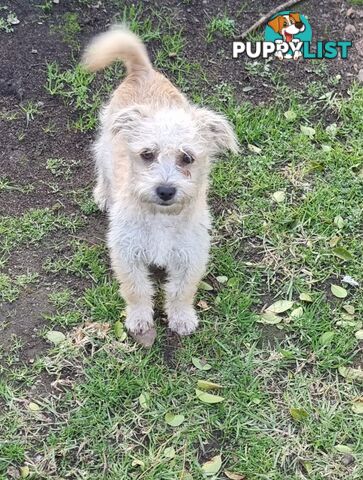 Maltese, Jack Russel and Poodle X Puppies