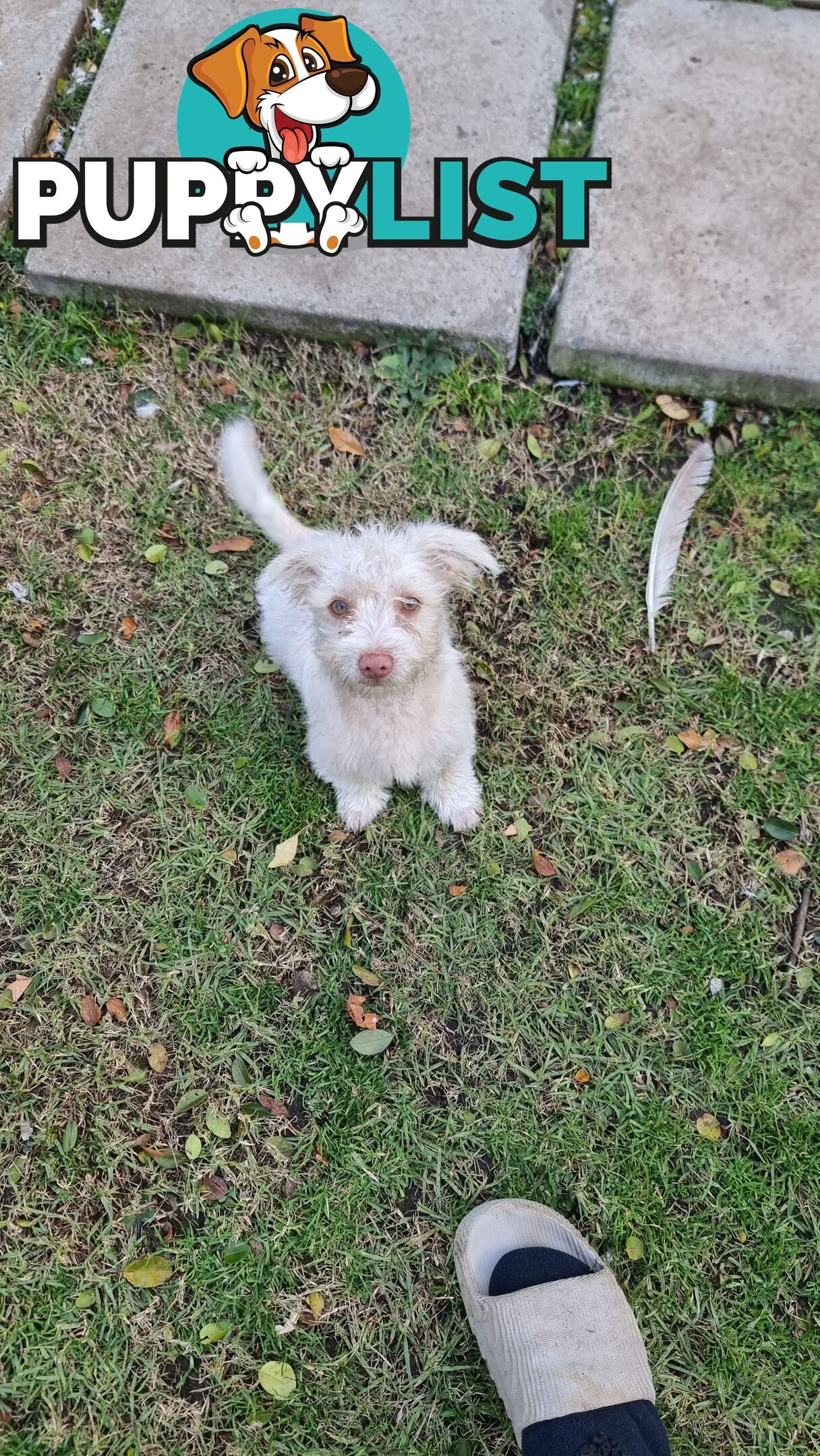 Maltese, Jack Russel and Poodle X Puppies