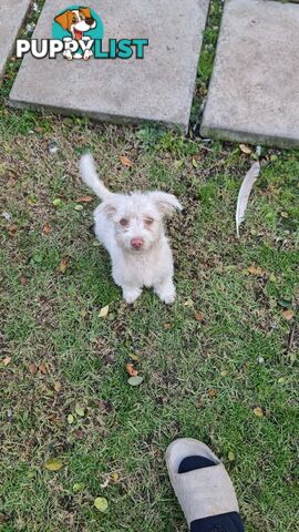Maltese, Jack Russel and Poodle X Puppies