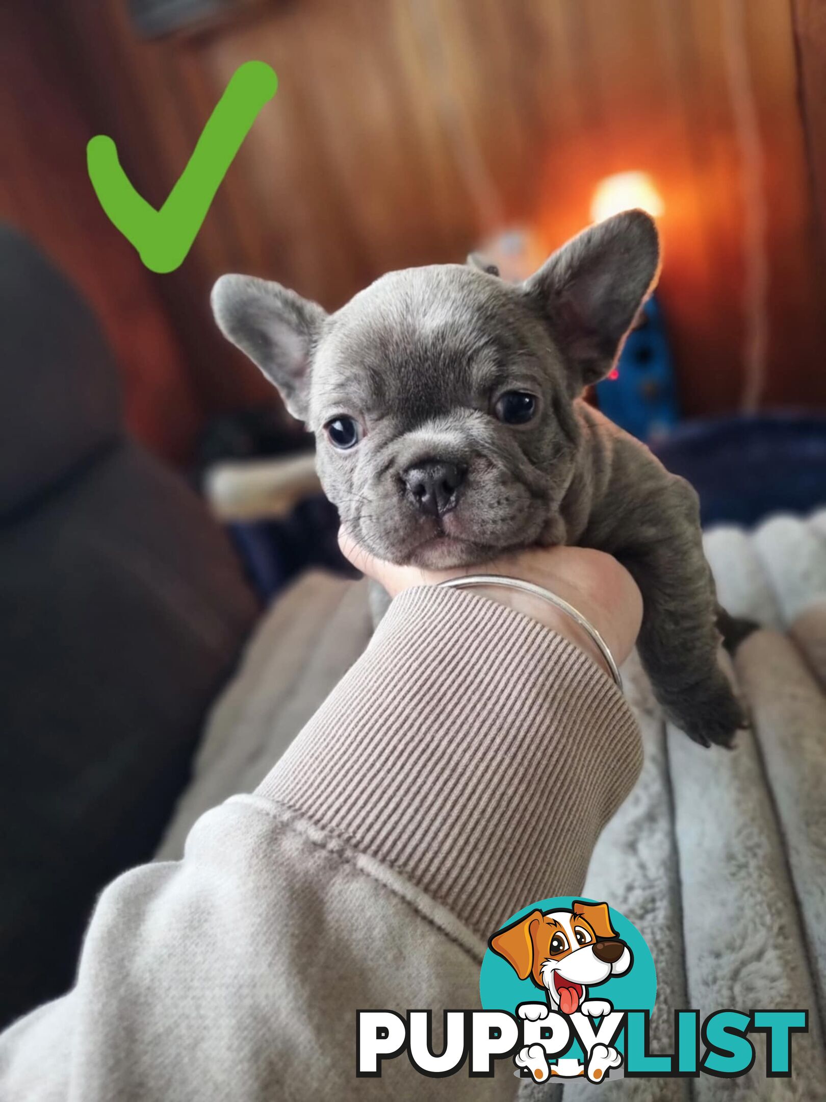 French bulldog