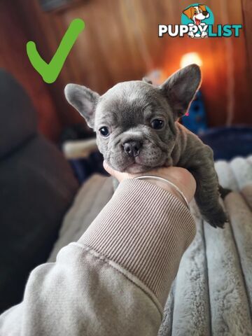 French bulldog