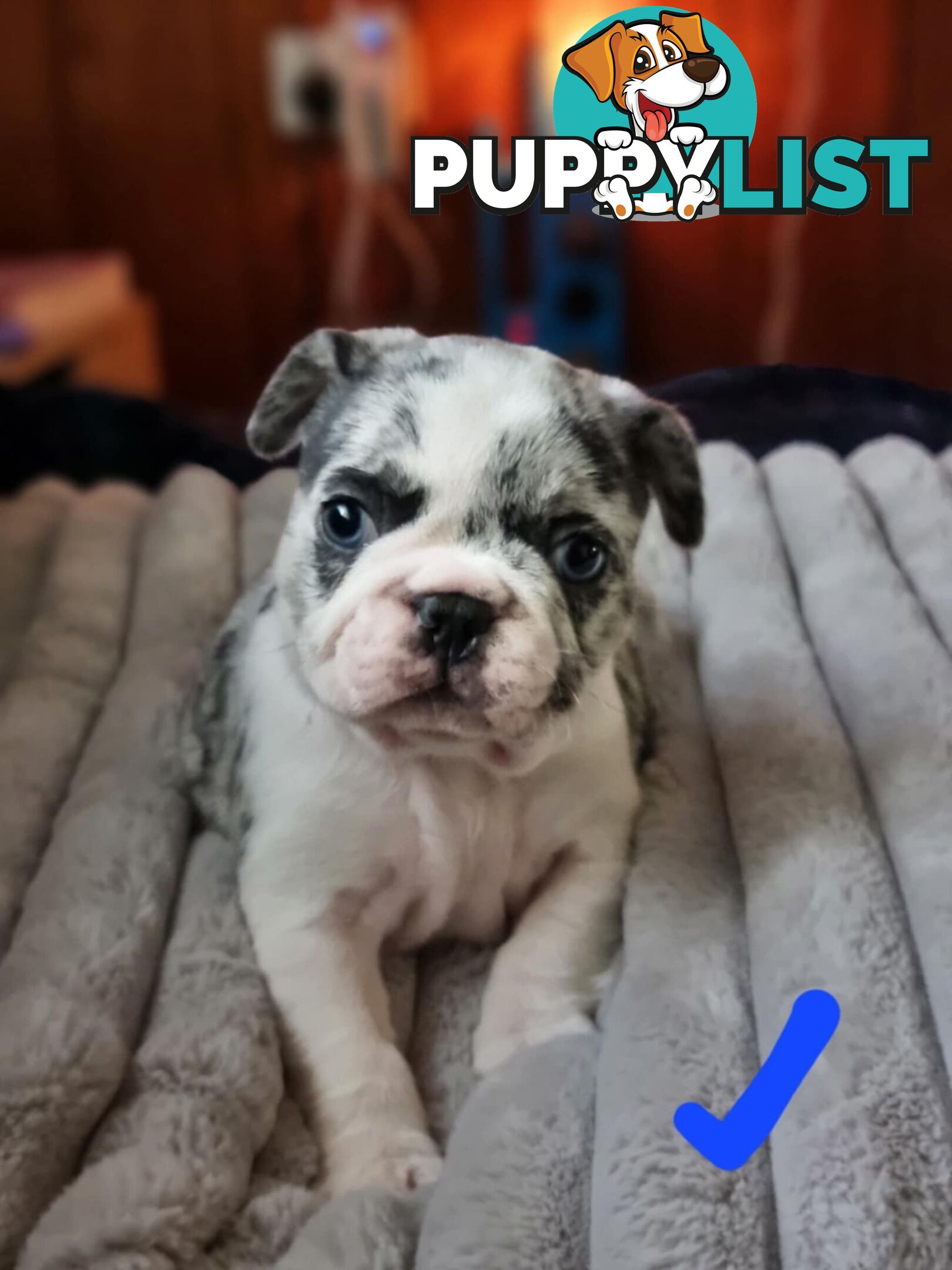 French bulldog