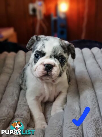 French bulldog