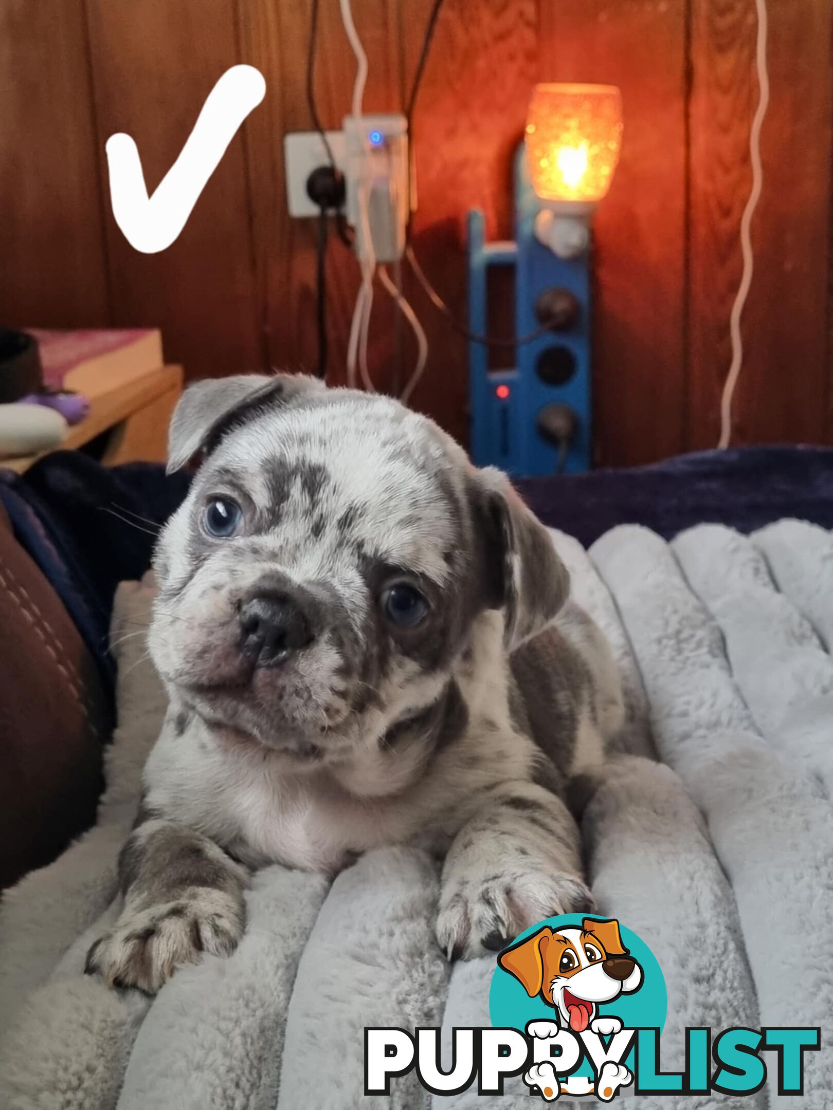 French bulldog