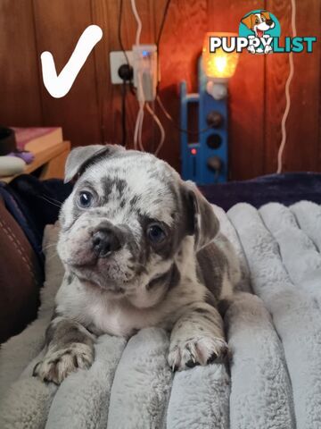 French bulldog