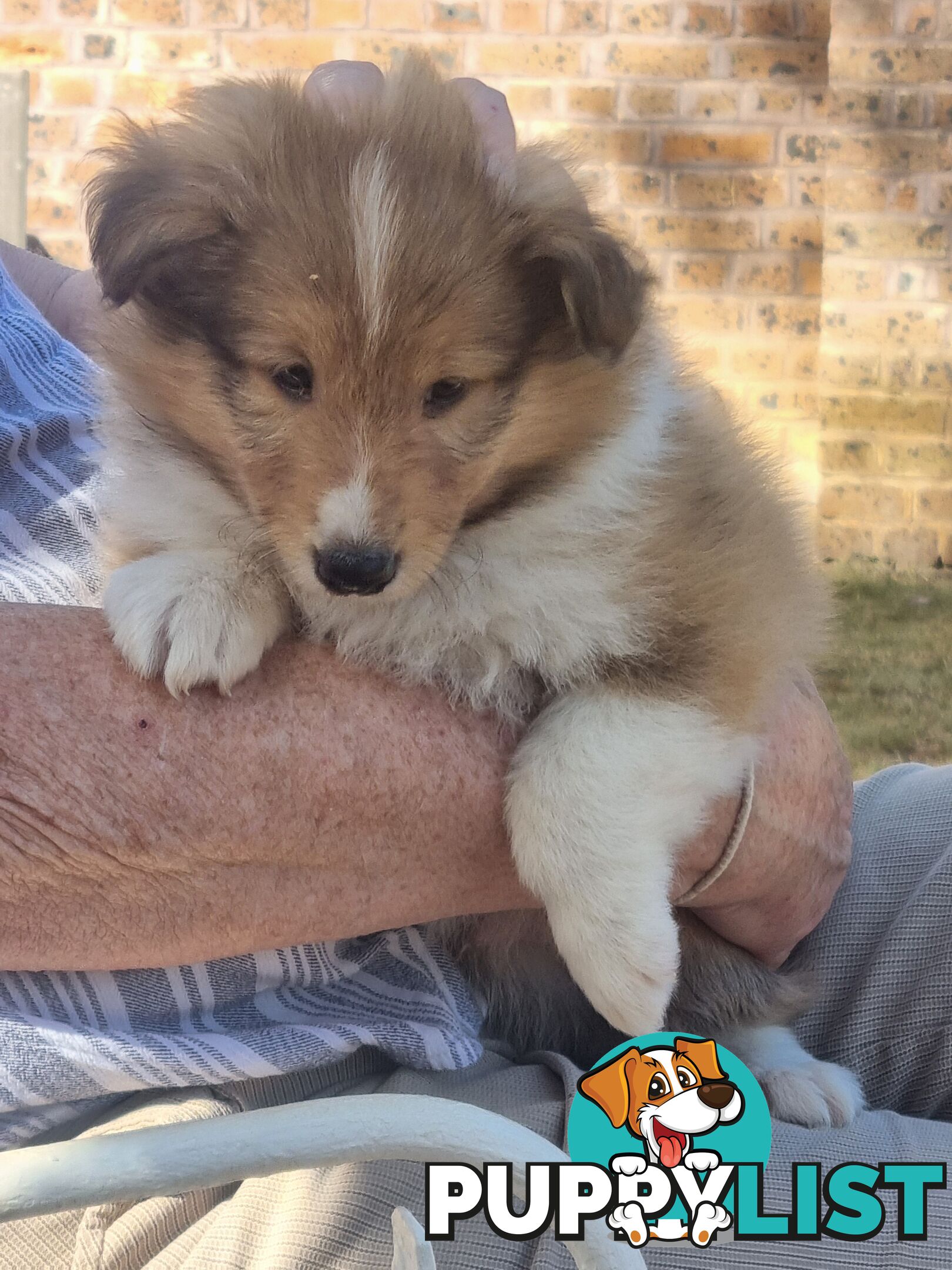 Shetland Sheepsog puppy