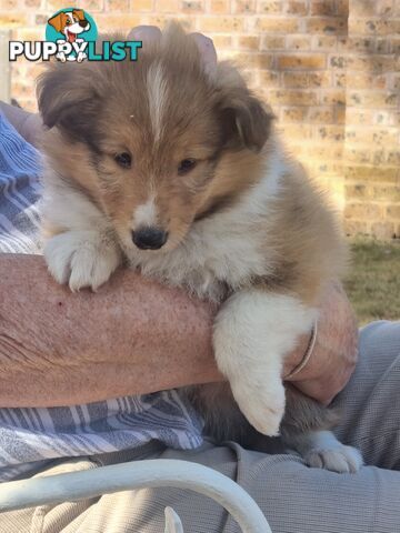 Shetland Sheepsog puppy