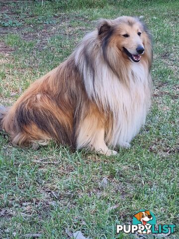 Shetland Sheepsog puppy