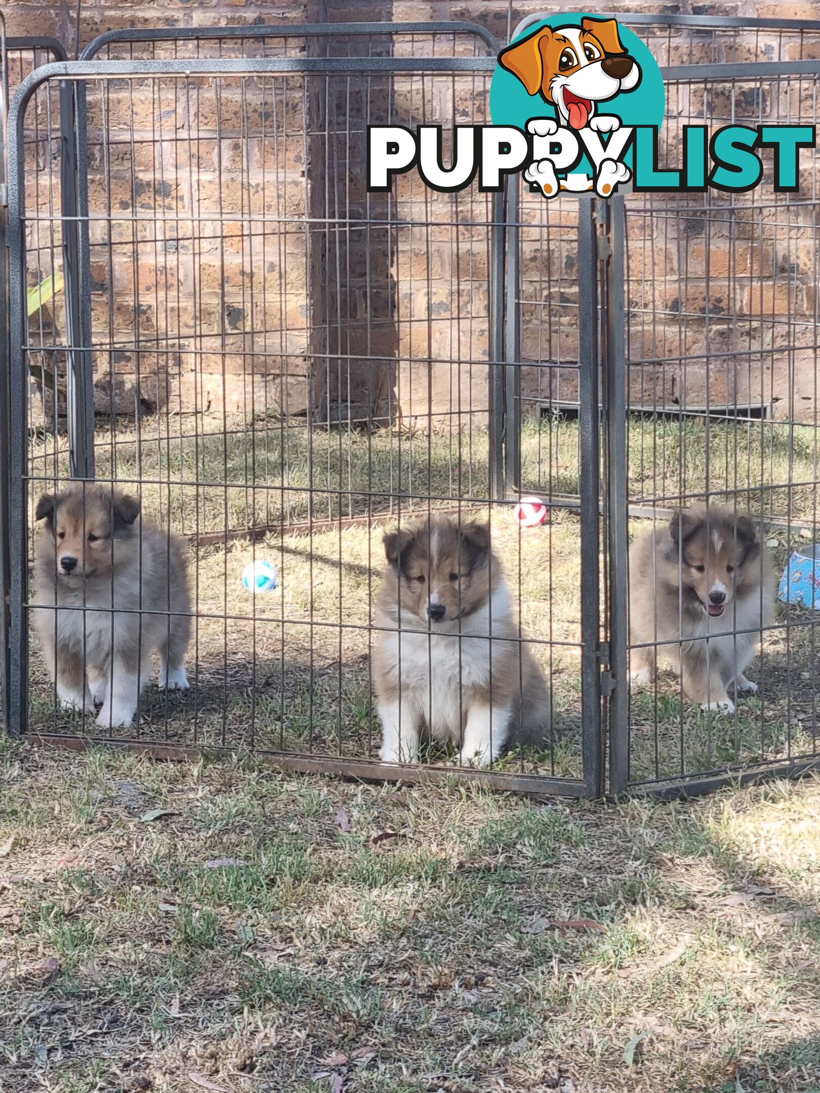 Shetland Sheepsog puppy