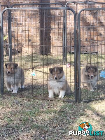 Shetland Sheepsog puppy