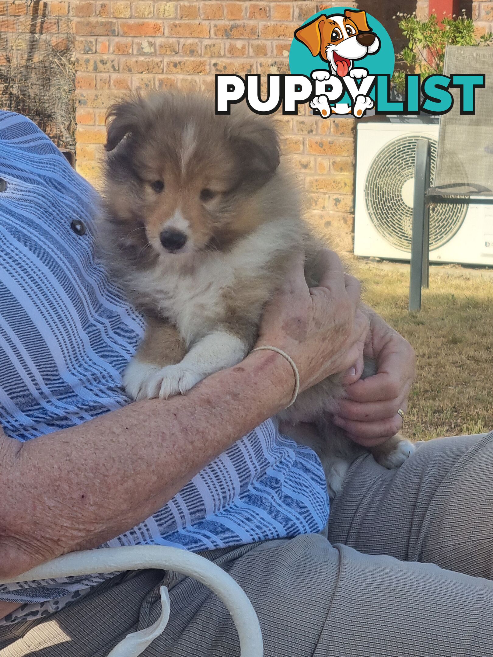 Shetland Sheepsog puppy