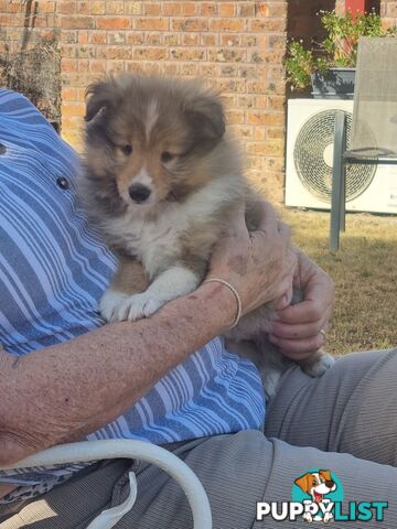 Shetland Sheepsog puppy