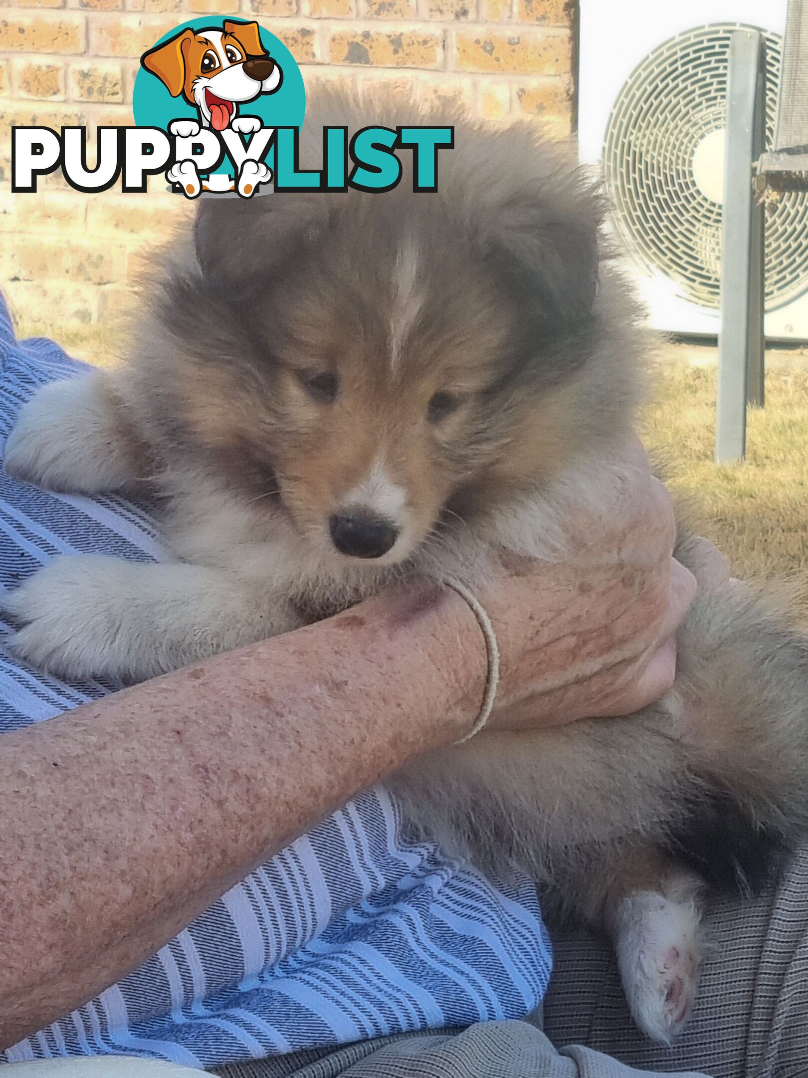 Shetland Sheepsog puppy