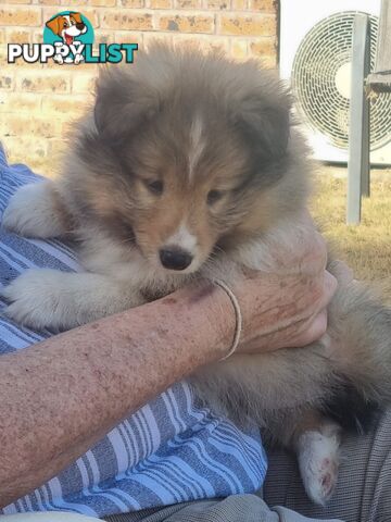 Shetland Sheepsog puppy