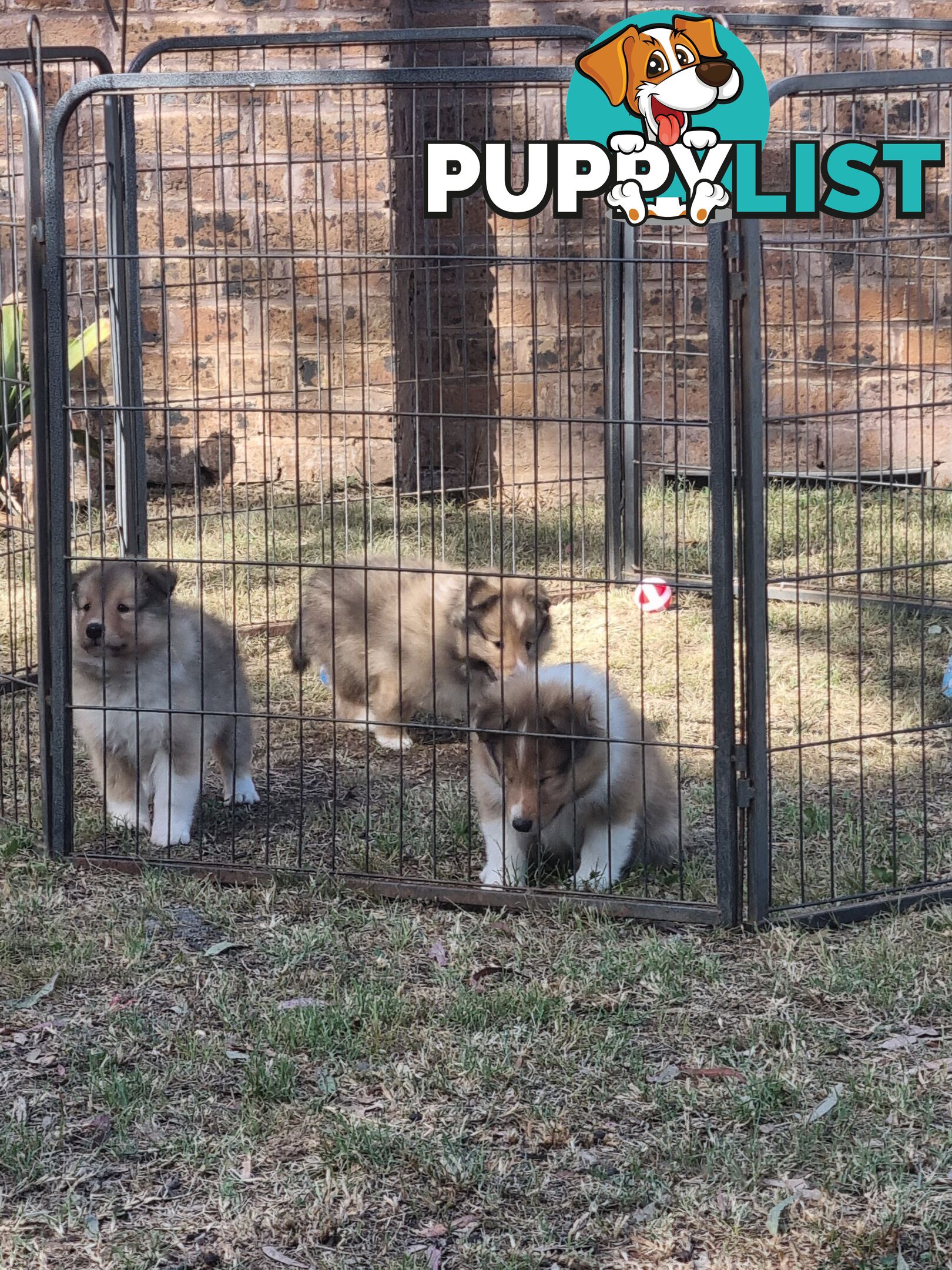 Shetland Sheepsog puppy