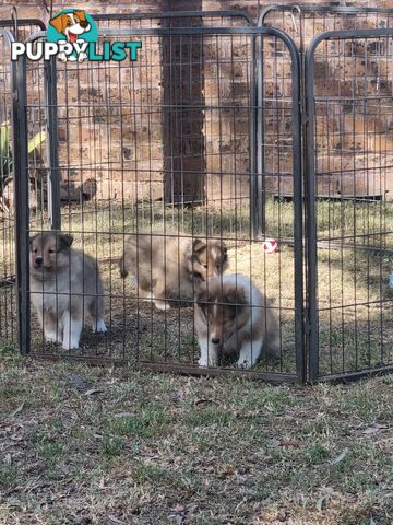 Shetland Sheepsog puppy