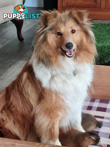 Shetland Sheepsog puppy