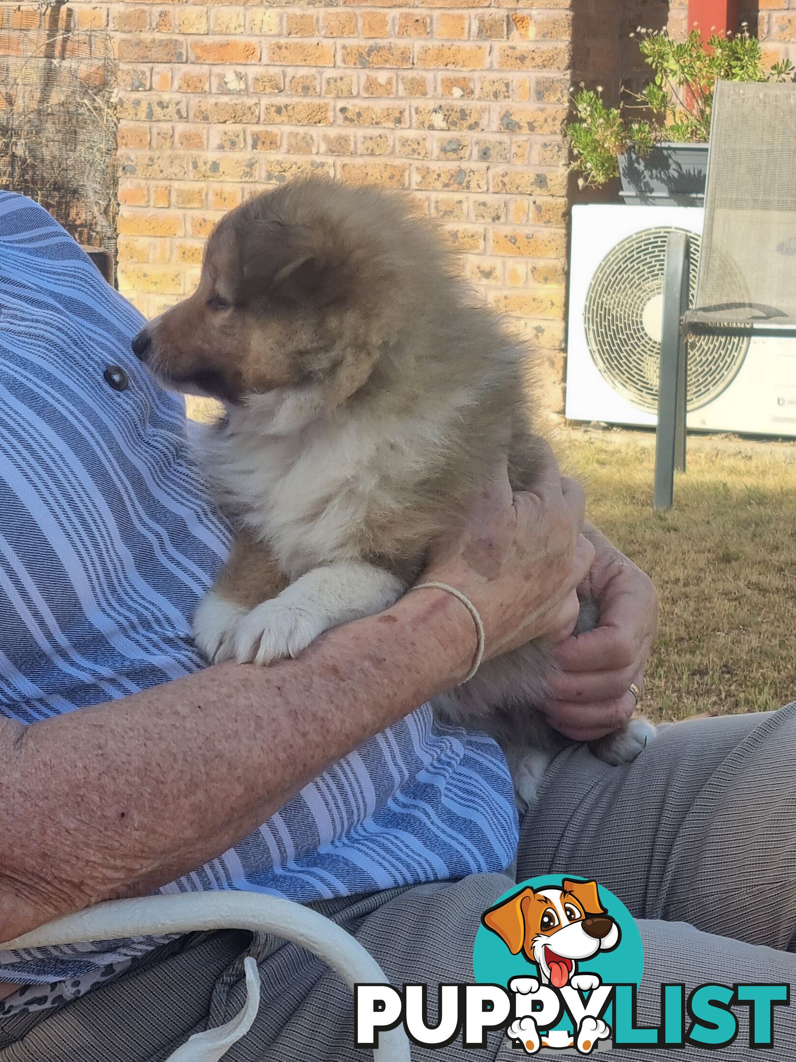 Shetland Sheepsog puppy