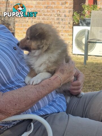 Shetland Sheepsog puppy