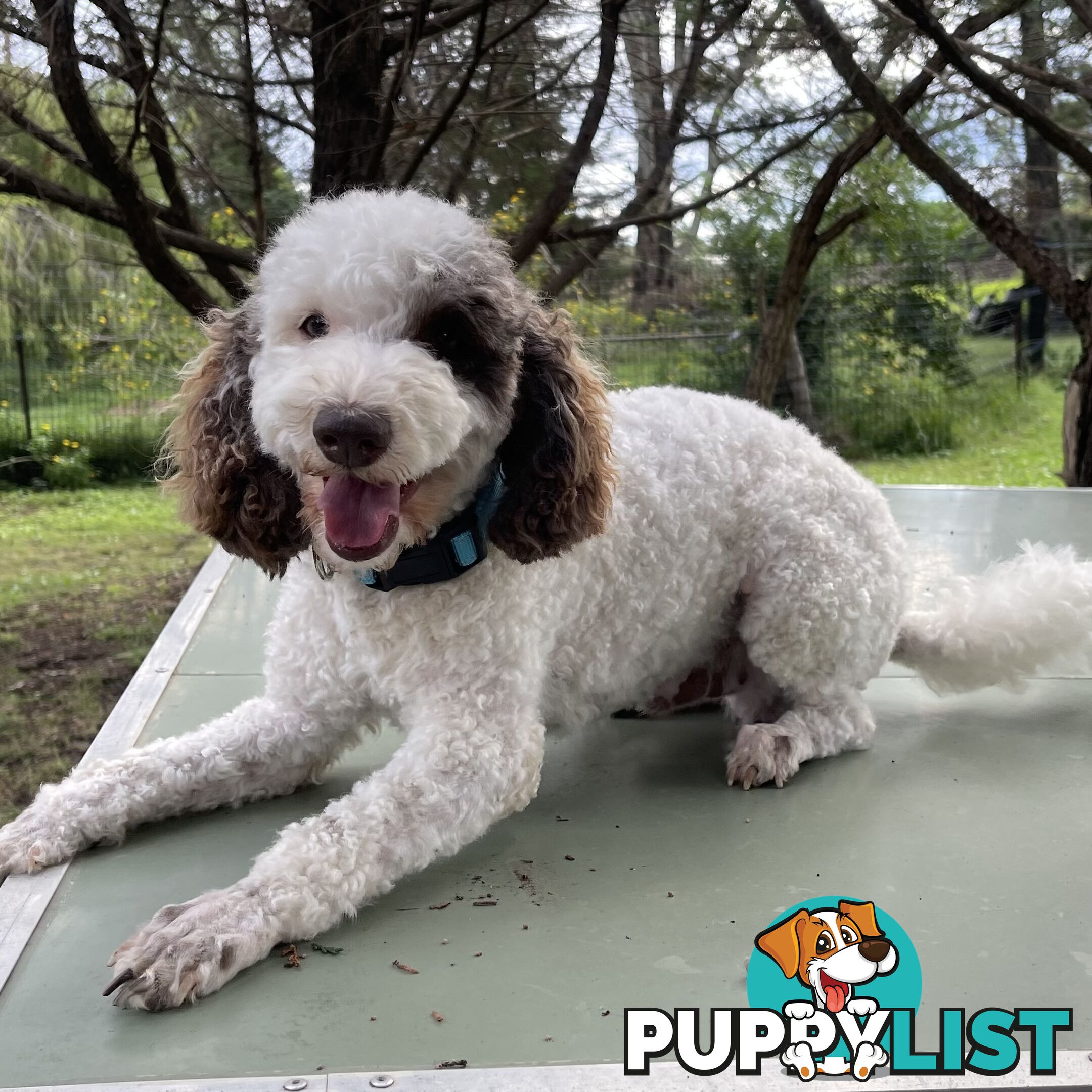 Miniature poodle puppies, Pure-bred, Parti white+black white+brown