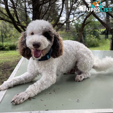 Miniature poodle puppies, Pure-bred, Parti white+black white+brown