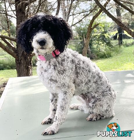 Miniature poodle puppies, Pure-bred, Parti white+black white+brown