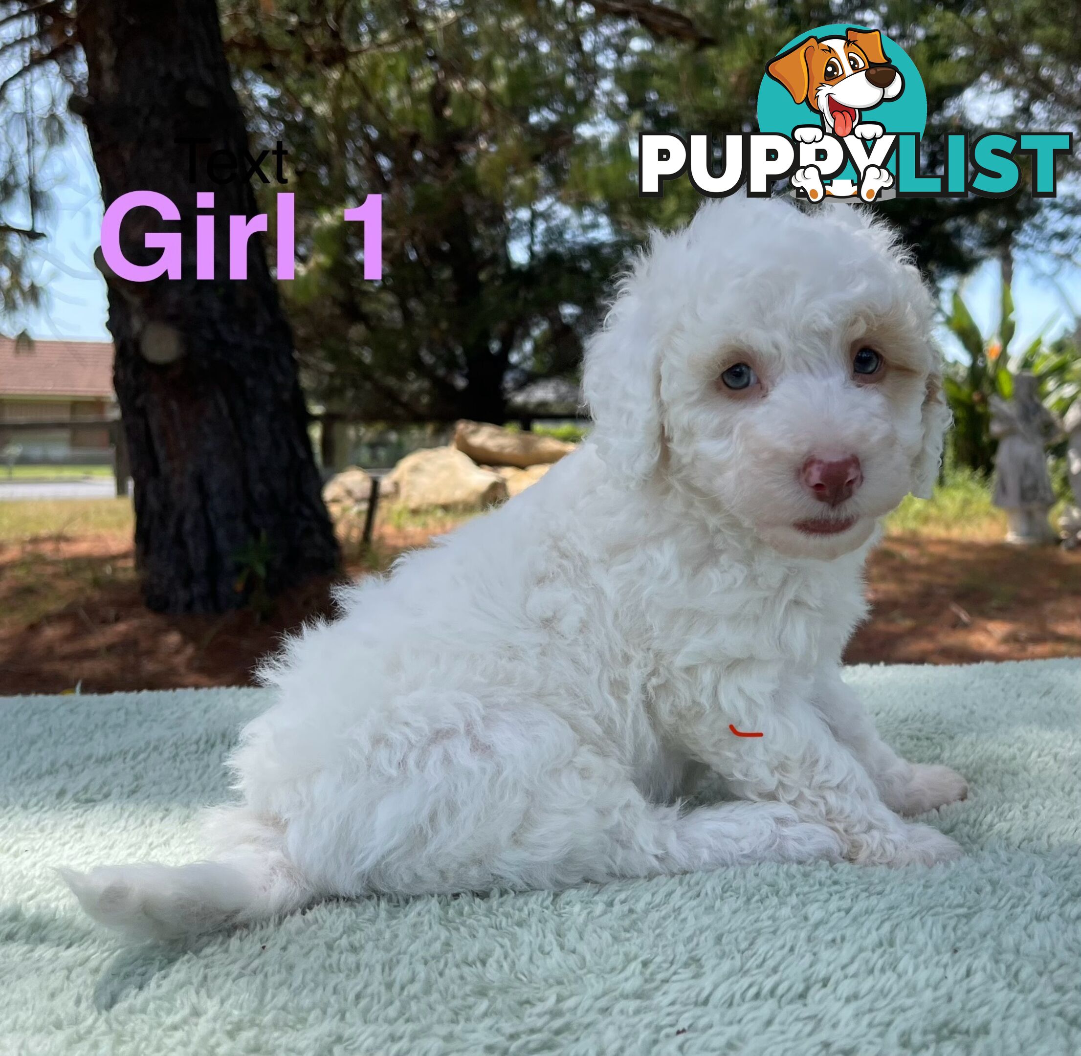 Miniature poodle puppies, Pure-bred, Parti white+black white+brown