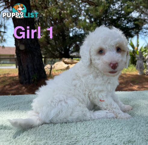 Miniature poodle puppies, Pure-bred, Parti white+black white+brown