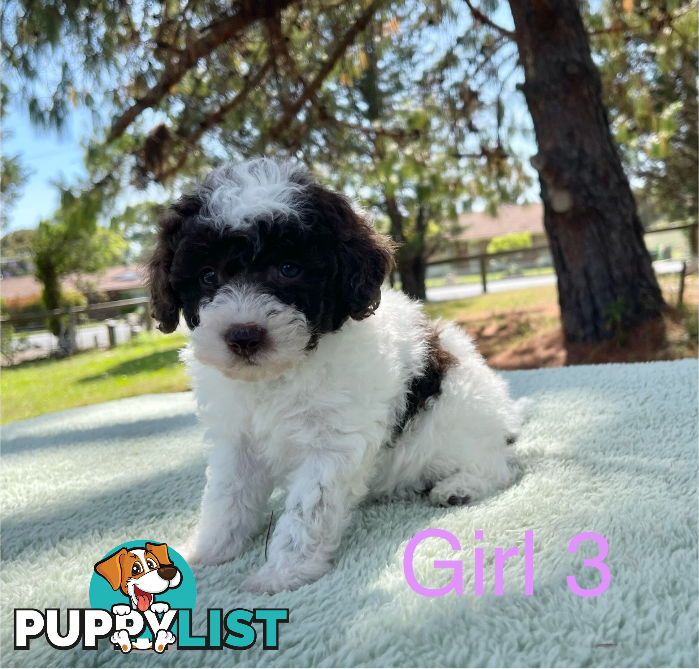 Miniature poodle puppies, Pure-bred, Parti white+black white+brown