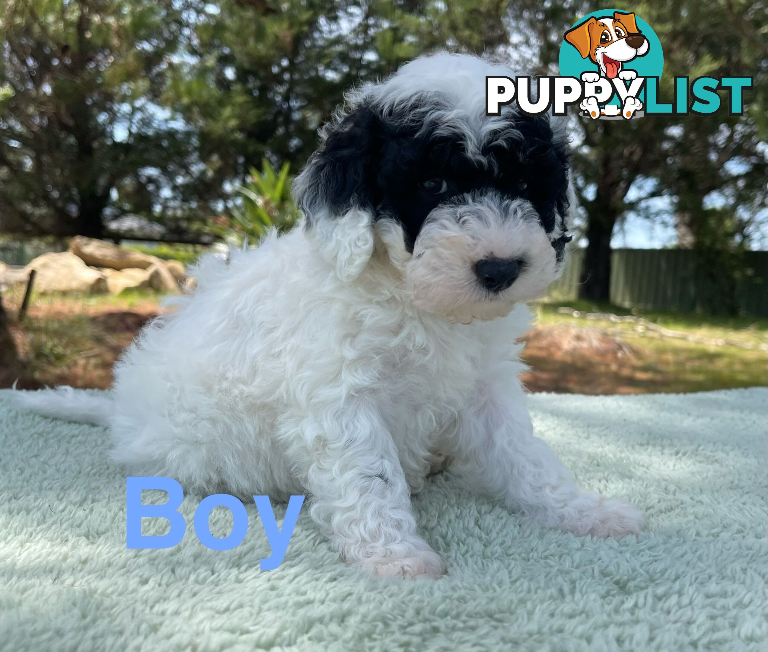 Miniature poodle puppies, Pure-bred, Parti white+black white+brown