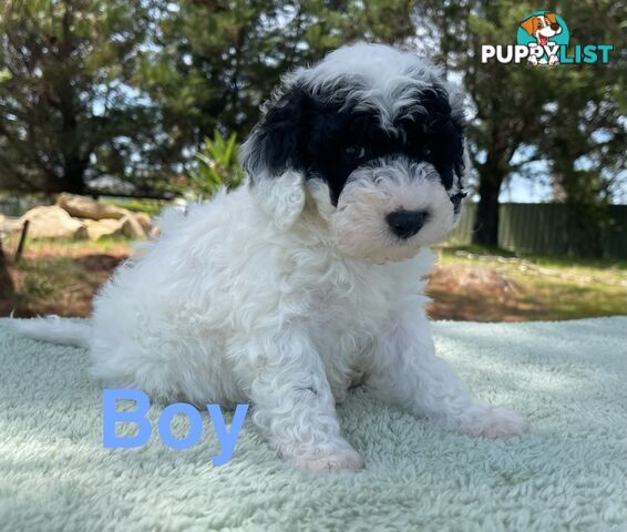 Miniature poodle puppies, Pure-bred, Parti white+black white+brown