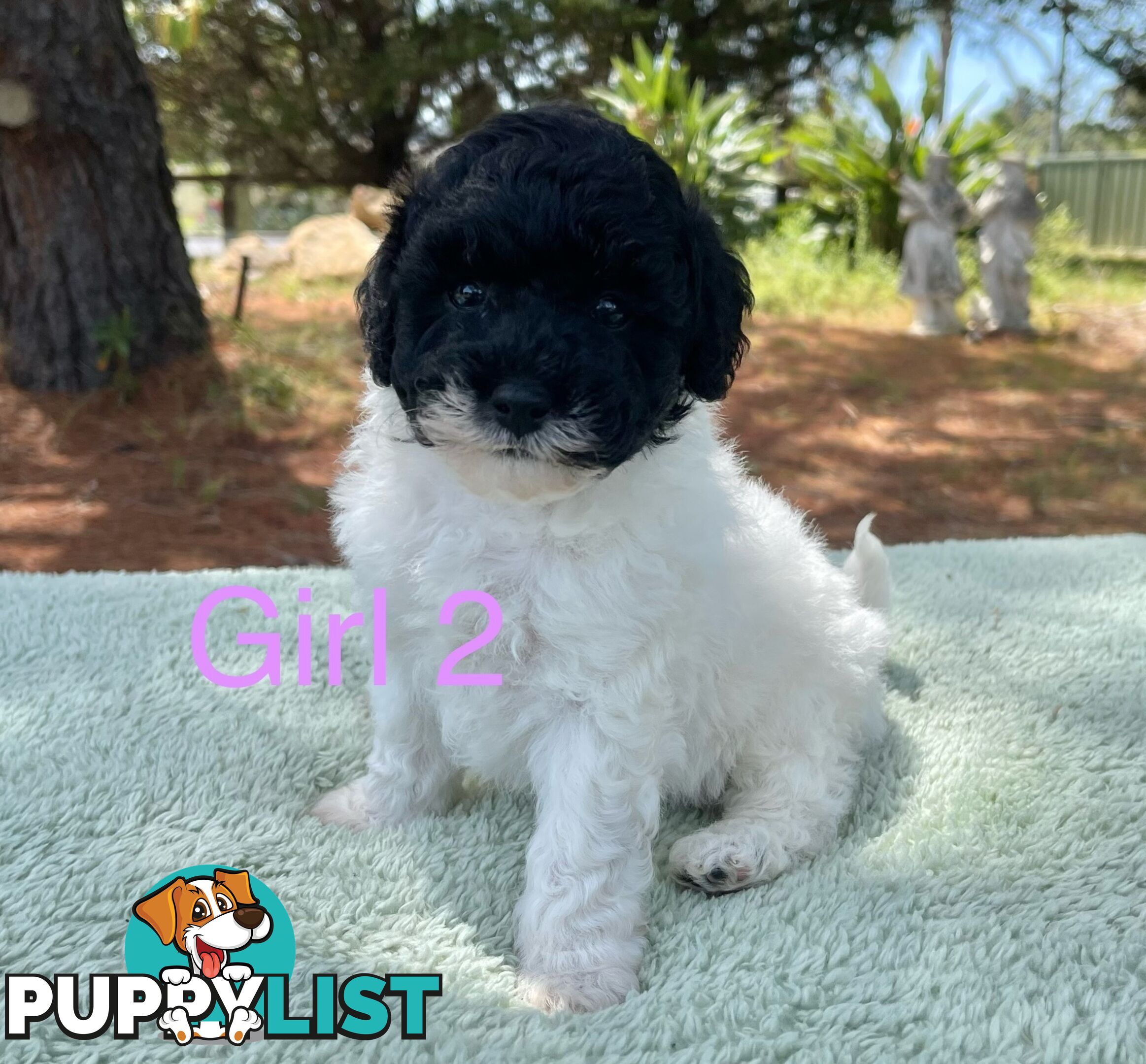 Miniature poodle puppies, Pure-bred, Parti white+black white+brown