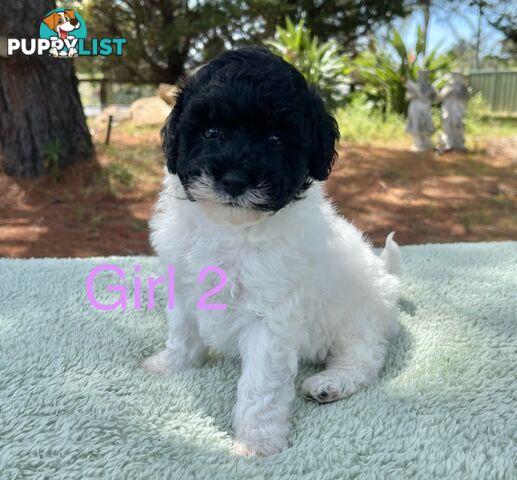 Miniature poodle puppies, Pure-bred, Parti white+black white+brown