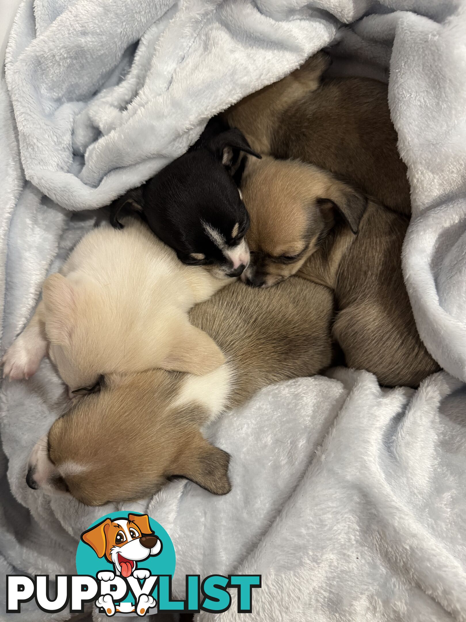 Male Chihuahua Puppies (apple head, pure bred)