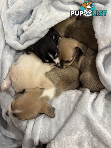 Male Chihuahua Puppies (apple head, pure bred)