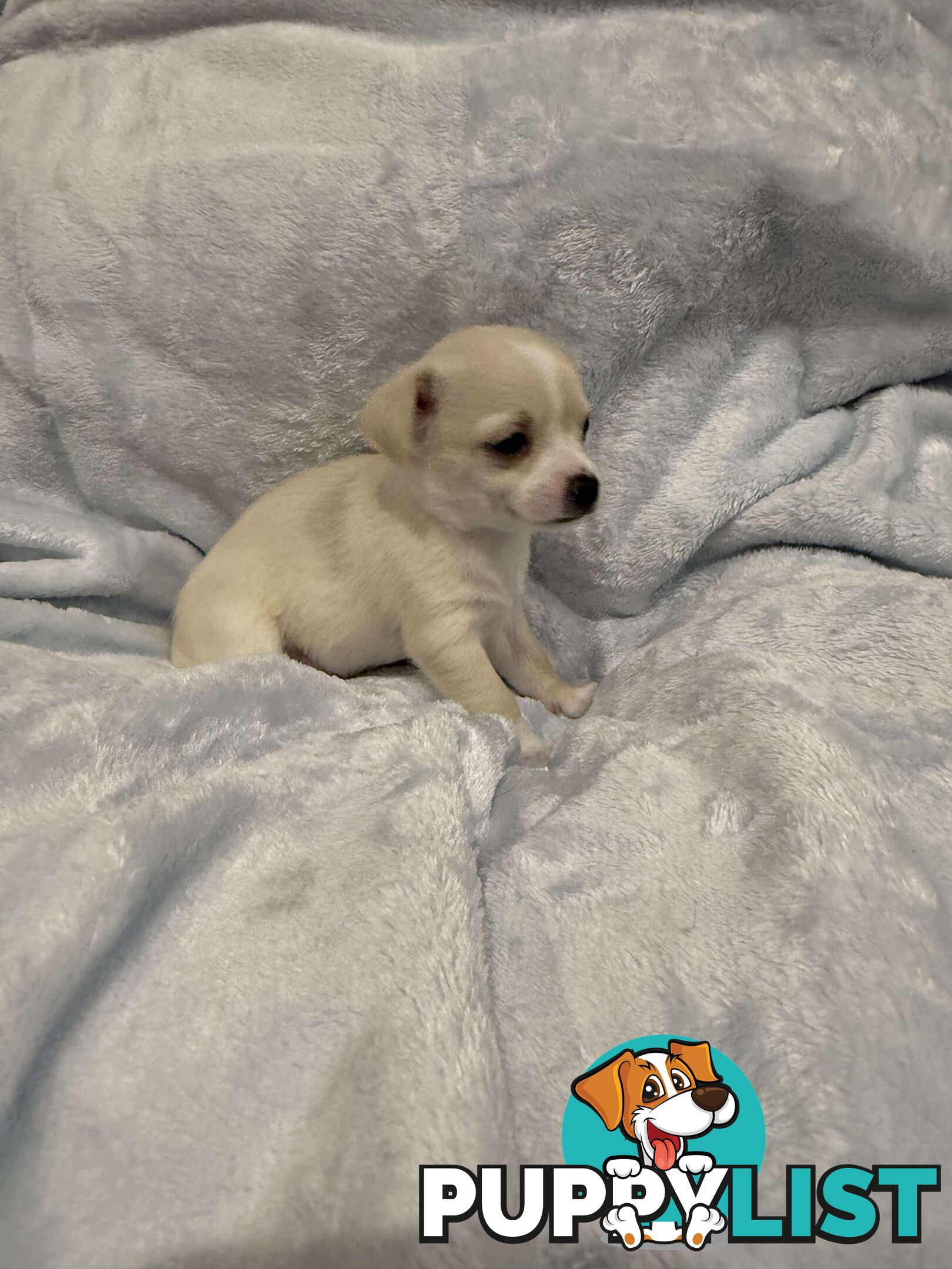 Male Chihuahua Puppies (apple head, pure bred)