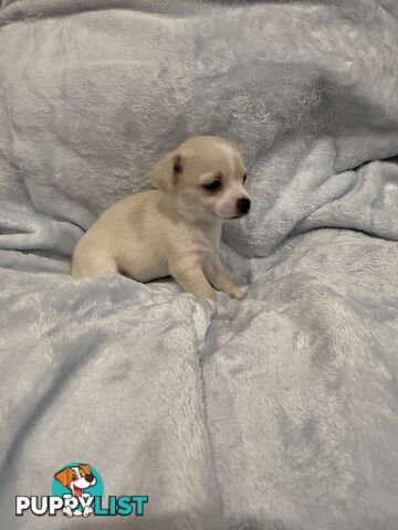 Male Chihuahua Puppies (apple head, pure bred)