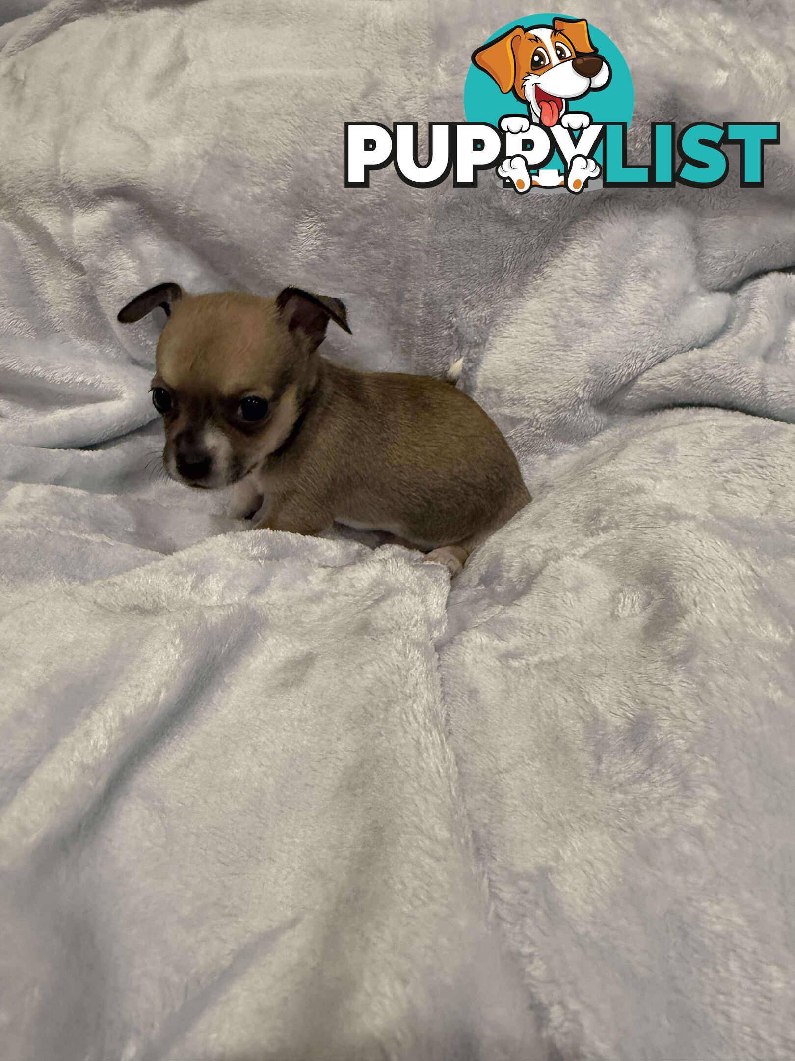 Male Chihuahua Puppies (apple head, pure bred)