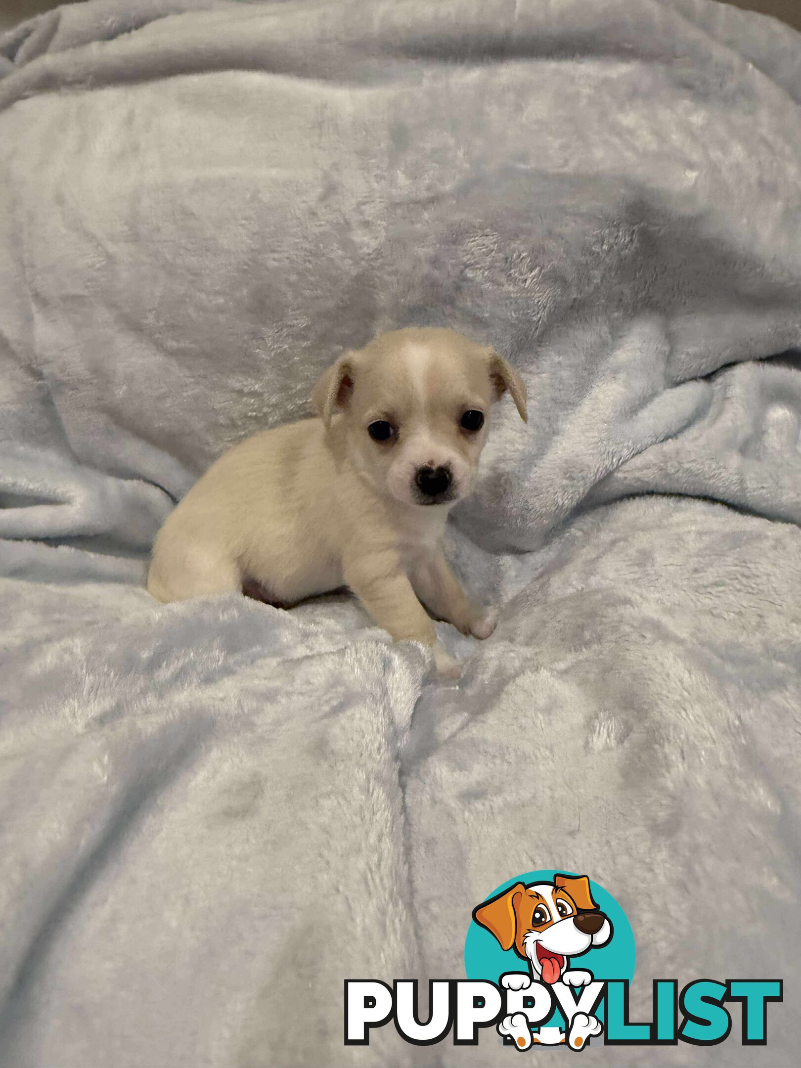 Male Chihuahua Puppies (apple head, pure bred)