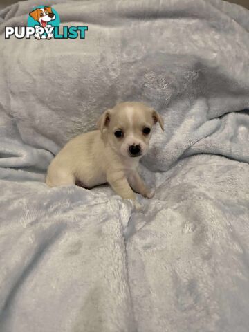 Male Chihuahua Puppies (apple head, pure bred)