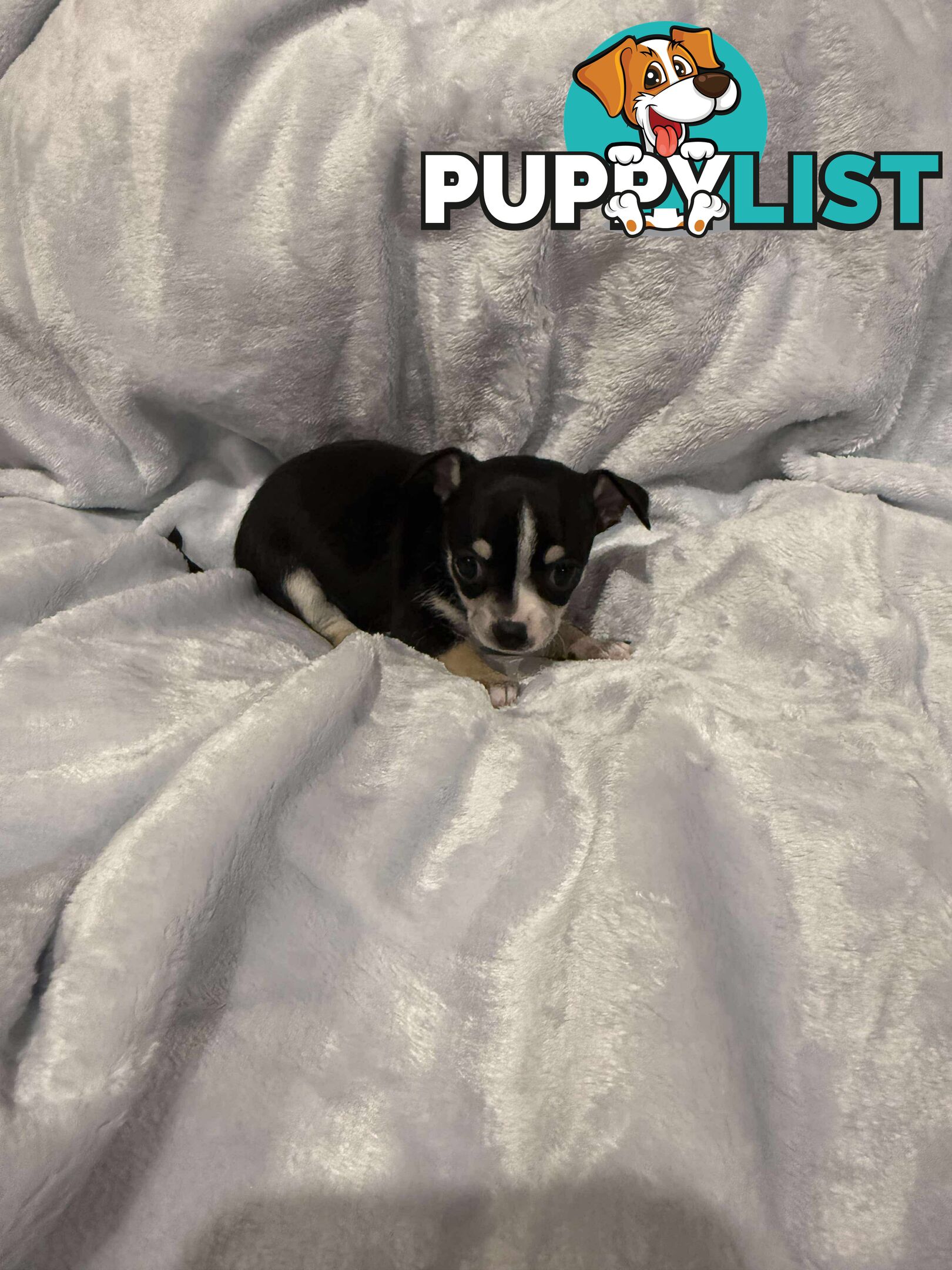 Male Chihuahua Puppies (apple head, pure bred)