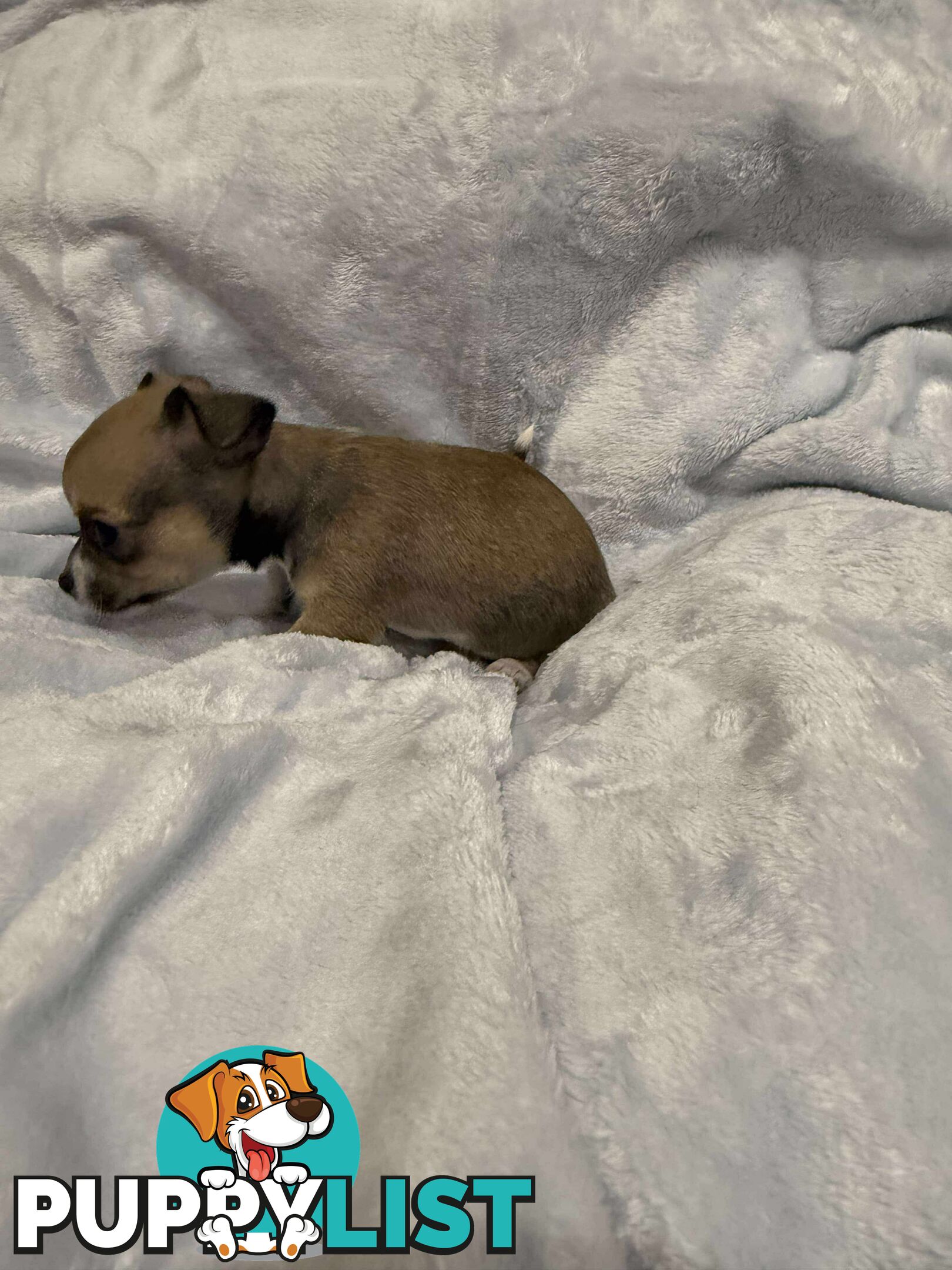 Male Chihuahua Puppies (apple head, pure bred)