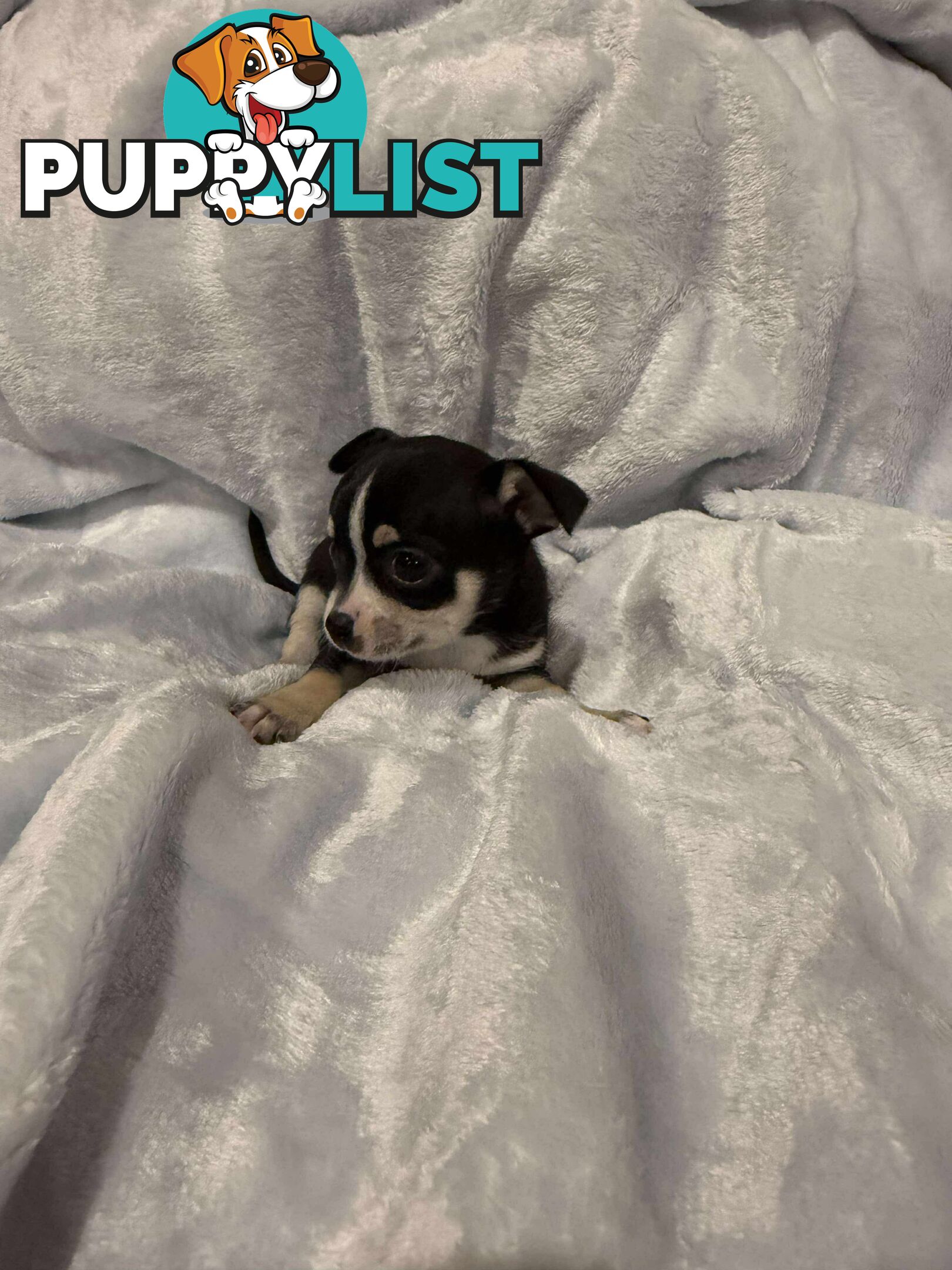 Male Chihuahua Puppies (apple head, pure bred)