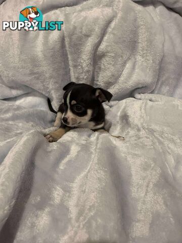 Male Chihuahua Puppies (apple head, pure bred)