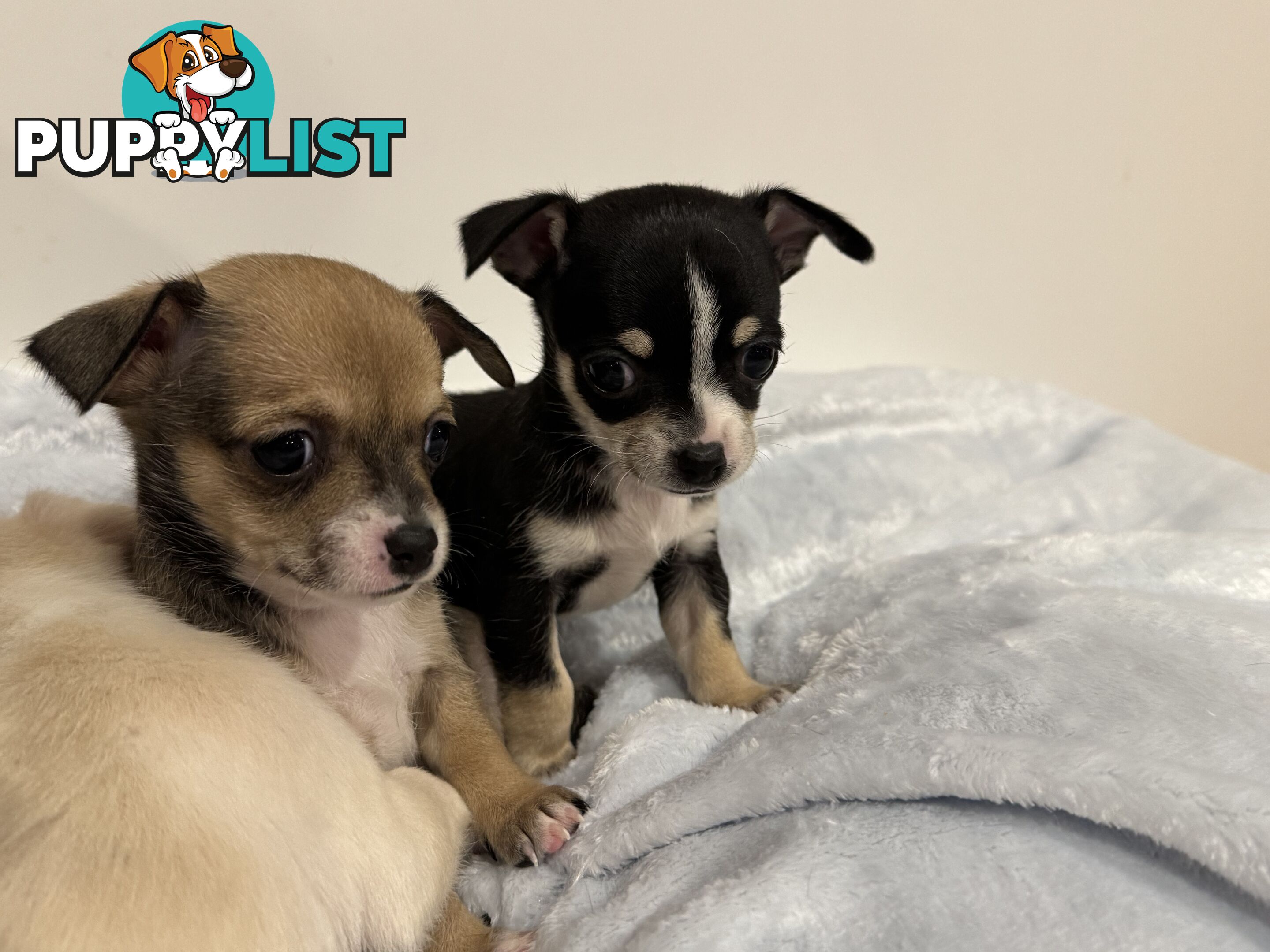 Male Chihuahua Puppies (apple head, pure bred)