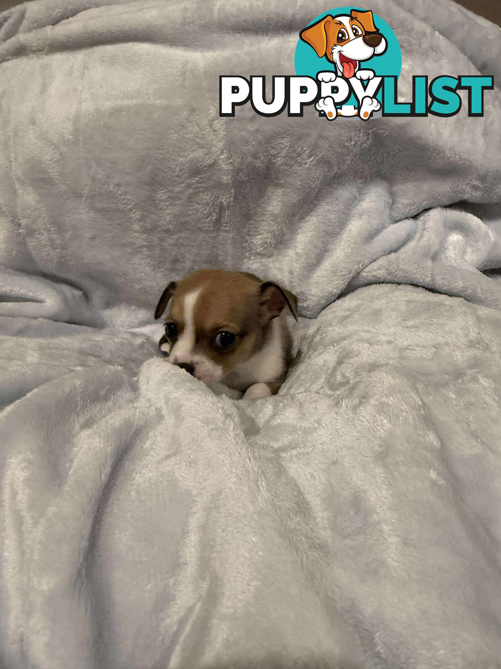 Male Chihuahua Puppies (apple head, pure bred)