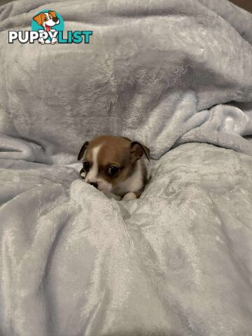 Male Chihuahua Puppies (apple head, pure bred)