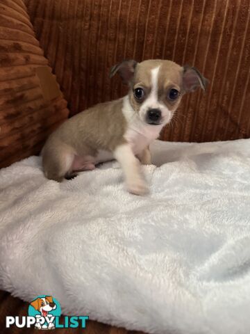 Chihuahua Puppies