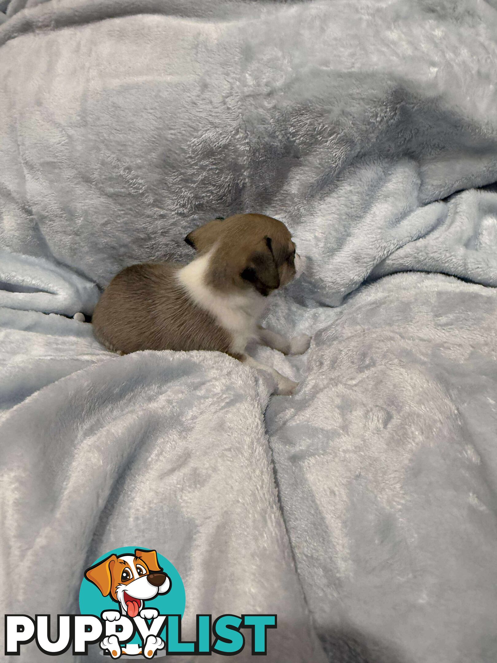 Male Chihuahua Puppies (apple head, pure bred)