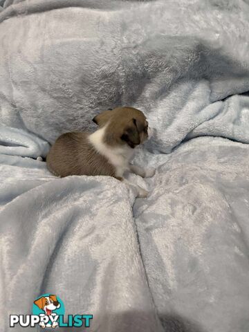 Male Chihuahua Puppies (apple head, pure bred)